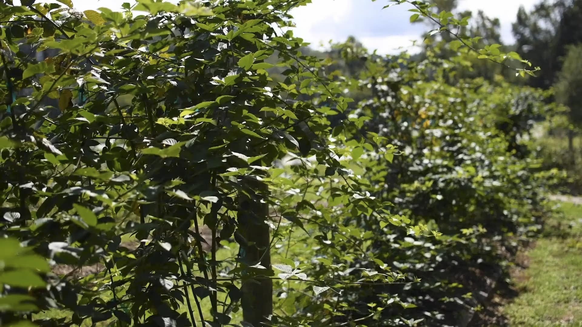 sustainable community-development-video-still