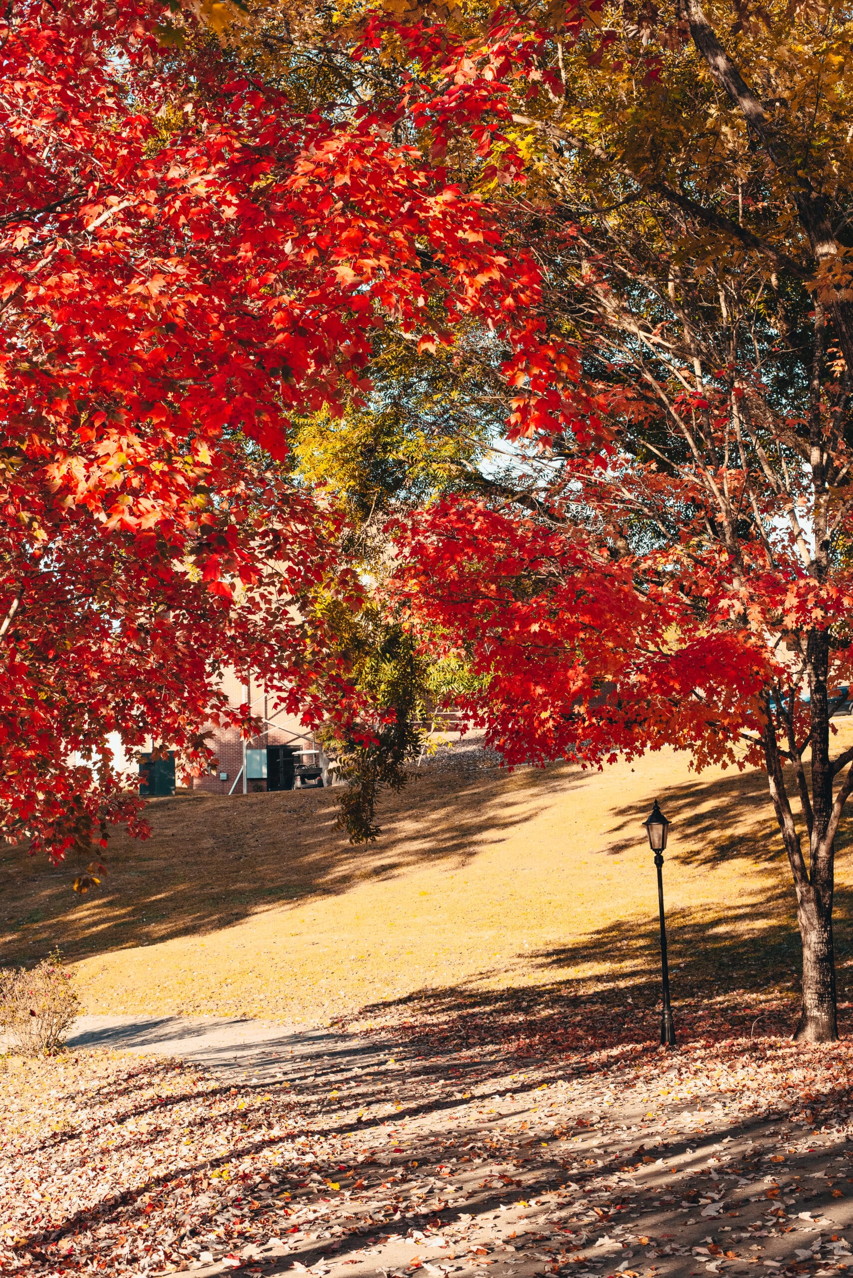 maple tree during fall